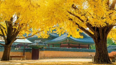 Sonbahar Gyeongbokgung Sarayı, Güney Kore.