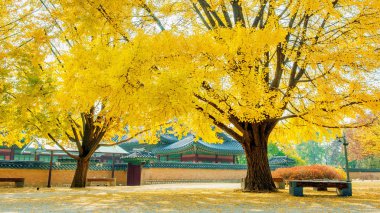 Sonbahar Gyeongbokgung Sarayı, Güney Kore.