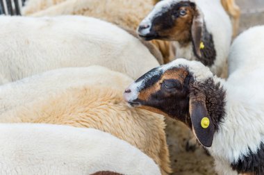 Beyaz koyun ve yüz karası.