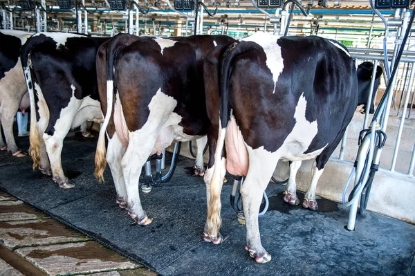 Vacas na fazenda, instalação de ordenha de vacas com máquinas modernas de ordenha . — Fotografia de Stock