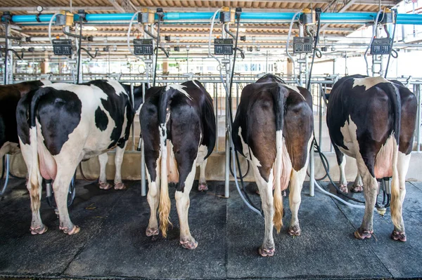 Kor i gården, Ko mjölkning anläggning med modern mjölkningsmaskiner. — Stockfoto