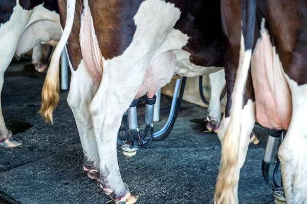 Kor i gården, Ko mjölkning anläggning med modern mjölkningsmaskiner. — Stockfoto