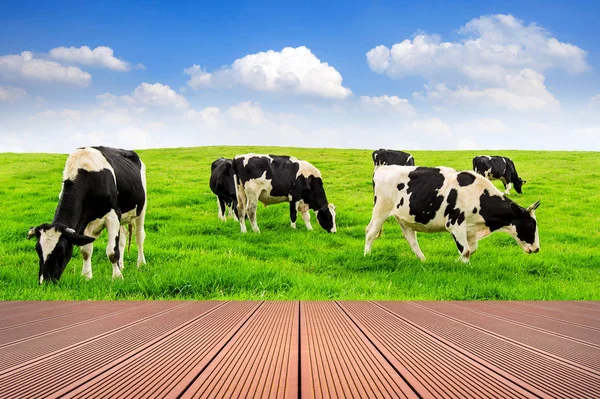 Kühe auf einer grünen Wiese und blauem Himmel mit Holzboden. — Stockfoto