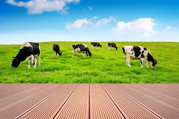 Vacas em um campo verde e céu azul com chão de madeira . — Fotografia de Stock