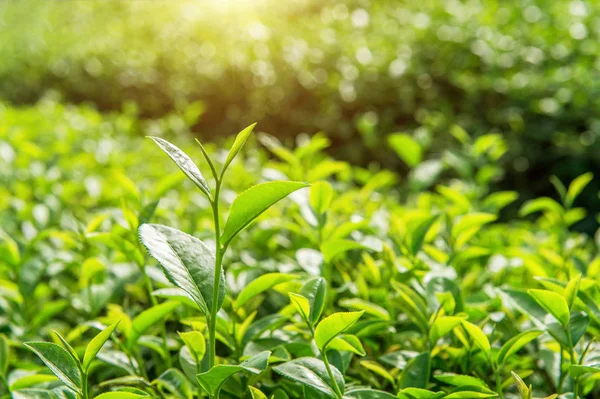 Yeşil çay bud ve yaprakları. Yeşil çay tarlaları ve güneşli sabah.