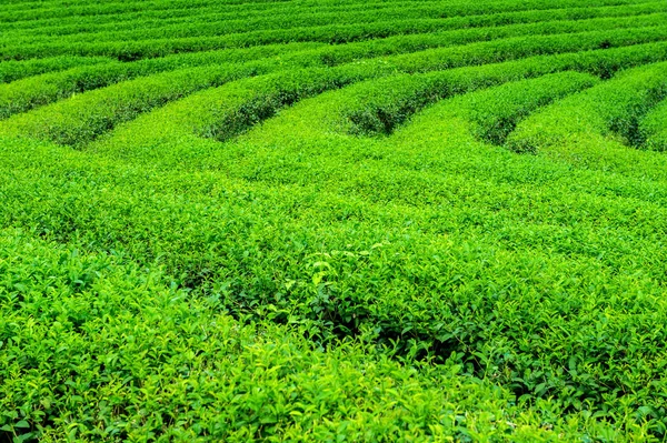 Brote de té verde y hojas. Plantaciones de té verde por la mañana. Fondo de naturaleza . —  Fotos de Stock