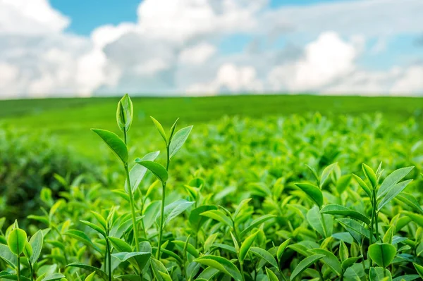 Yeşil çay bud ve yaprakları. Sabah yeşil çay tarlaları. — Stok fotoğraf