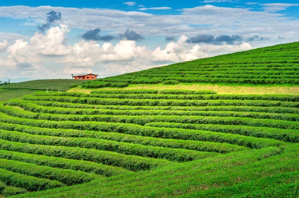 Green tea bud and leaves. Green tea plantations in morning. Nature background. — Stock Photo, Image