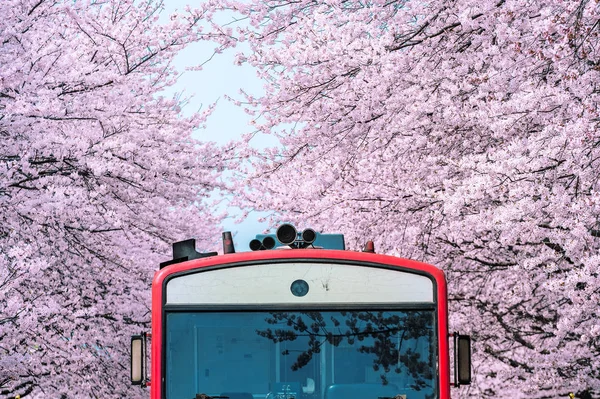 Kiraz çiçeği veya Sakura ve trian bahar Jinhae, Güney Kore. — Stok fotoğraf