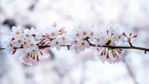 Kwiat wiśni lub sakura na wiosnę. — Zdjęcie stockowe