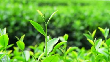 yeşil çay bitki.