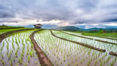 Teras Timelapse pirinç alan Ban pa bong piang Chiangmai, Tayland.