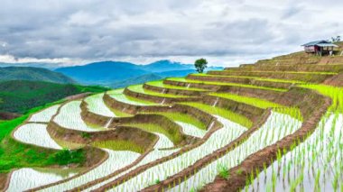 Teras Timelapse pirinç alan Ban pa bong piang Chiangmai, Tayland.