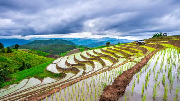 Timelapse del campo de arroz Terrace de Ban pa bong piang en Chiangmai, Tailandia . — Vídeos de Stock