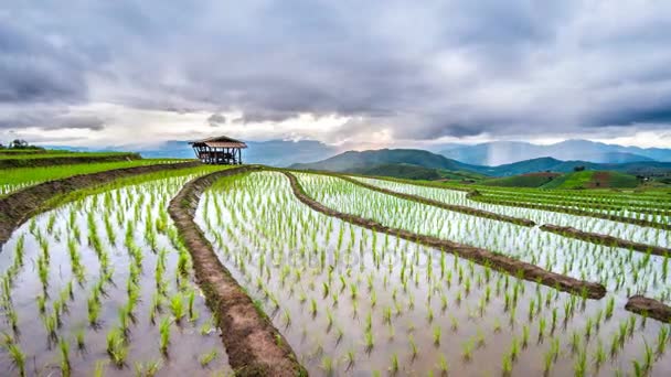 Timelapse de Terraço campo de arroz de Ban pa bong piang em Chiangmai, Tailândia . — Vídeo de Stock