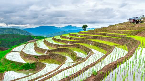 Teras Timelapse pirinç alan Ban pa bong piang Chiangmai, Tayland. — Stok video