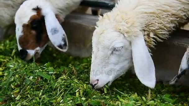 Moutons mangeant de l'herbe .