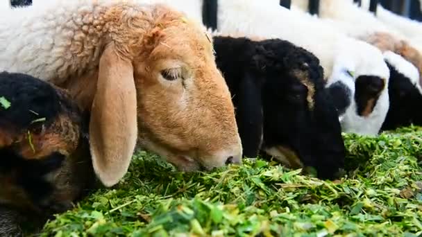 Moutons mangeant de l'herbe .