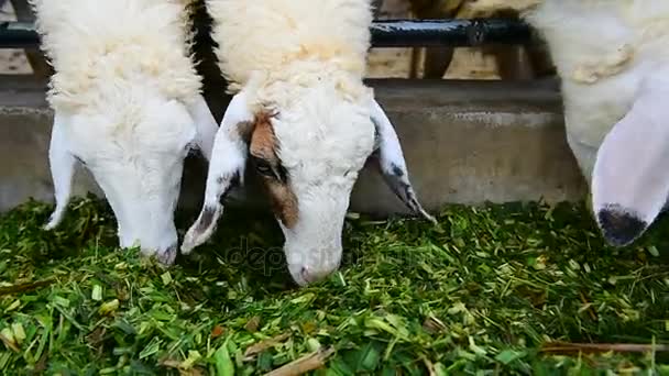 Sheeps eten van gras. — Stockvideo