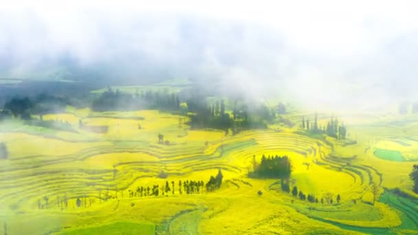 Zeitraffer des Rapsfeldes, Rapsblütenfeld mit Morgennebel in Luoping, china.4k — Stockvideo