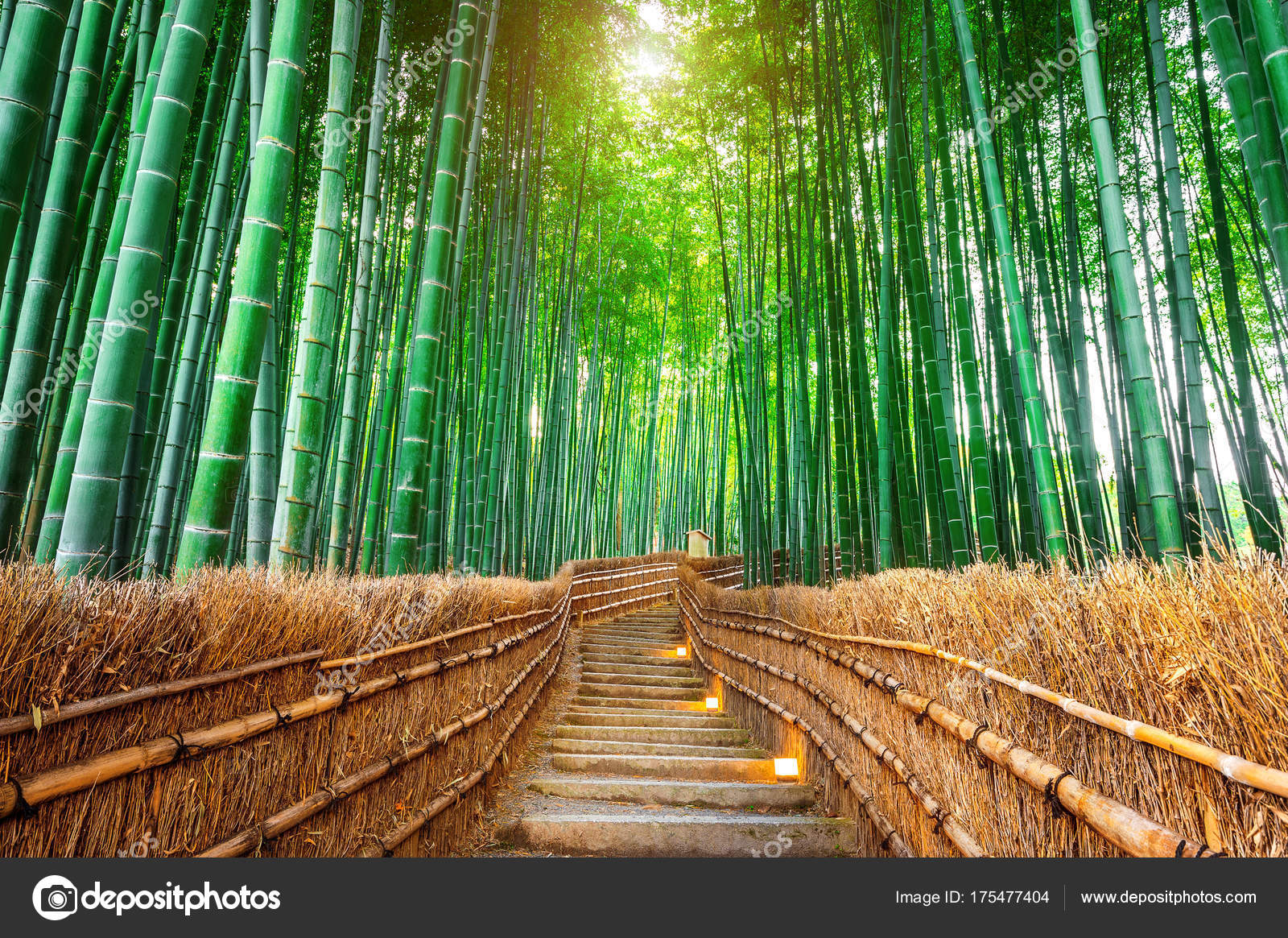 Bosque De Bambú En Kyoto Japón Foto De Stock