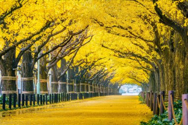 Satır sonbaharda sarı ginkgo ağacının. Tokyo, Japonya'da sonbahar park