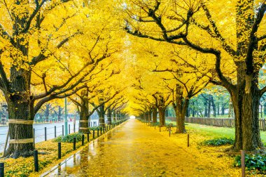 Satır sonbaharda sarı ginkgo ağacının. Tokyo, Japonya'da sonbahar park
