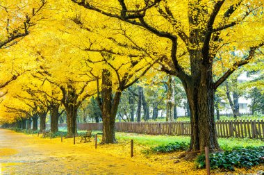 Satır sonbaharda sarı ginkgo ağacının. Tokyo, Japonya'da sonbahar park