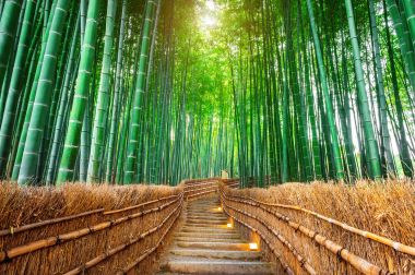 Kyoto, Japonya 'daki Bambu Ormanı.