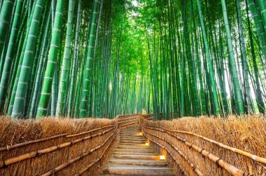 Kyoto, Japonya 'daki Bambu Ormanı.