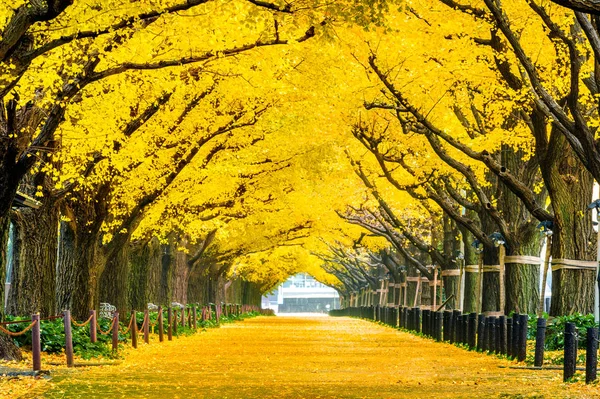 Satır sonbaharda sarı ginkgo ağacının. Tokyo, Japonya'da sonbahar park — Stok fotoğraf