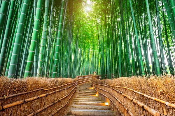 Kyoto, Japonya 'daki Bambu Ormanı.