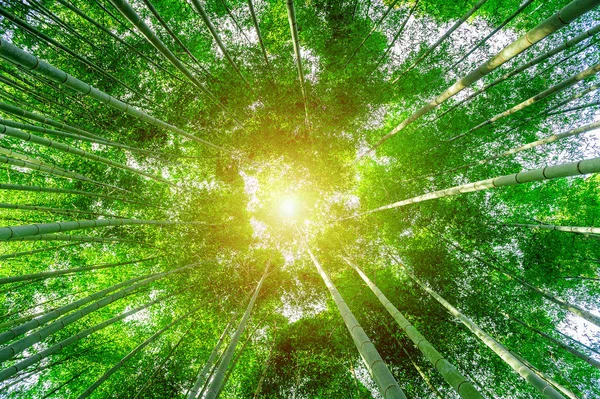 일본의 키토에 있는 대나무 숲. — 스톡 사진