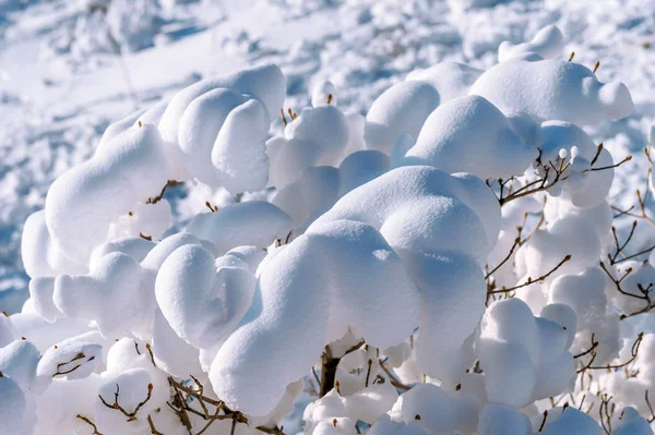 Cobertura de neve fresca na árvore em close-up, paisagem de inverno . — Fotografia de Stock