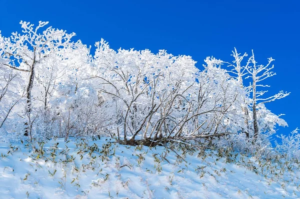 Montanhas Deogyusan é coberto por neve no inverno, Coréia do Sul . — Fotografia de Stock