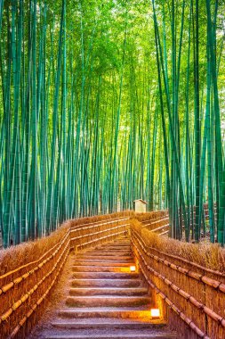 Kyoto, Japonya 'daki Bambu Ormanı.