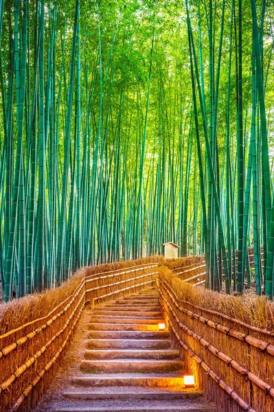 Bambuskog i Kyoto, Japan. — Stockfoto