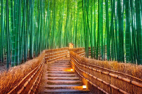 Kyoto, Japonya 'daki Bambu Ormanı.
