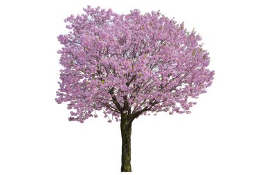 Pembe çiçek, beyaz arka planda izole edilmiş kiraz ağaçları..