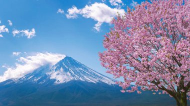 Fuji dağı ve kiraz çiçekleri ilkbaharda, Japonya.