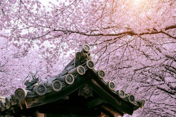 Flor de cerezo con techo tradicional japonés. Flor de cerezo en primavera, Japón . — Foto de Stock