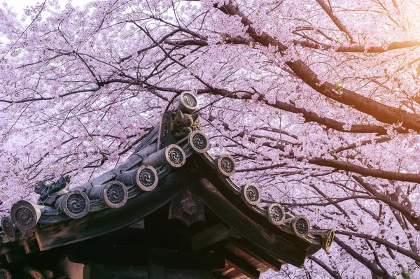 Цвітіння вишні з традиційних японських дахом. Вишні у — стокове фото