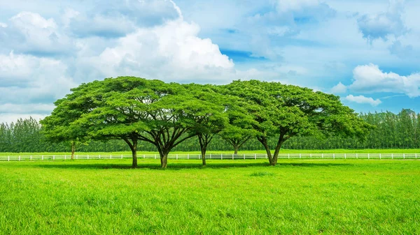 Boom in groen veld. — Stockfoto