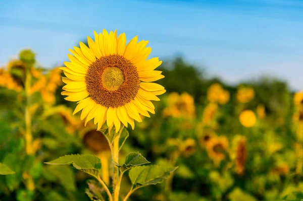 Bunga matahari latar belakang alam, bunga matahari mekar di musim semi . — Stok Foto