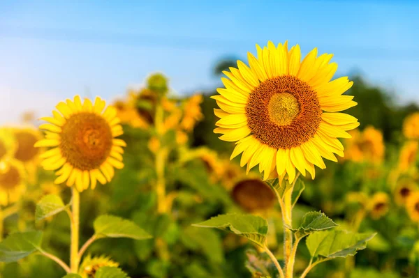Sunflower natural background, Sunflower blooming in spring. — Stock Photo, Image