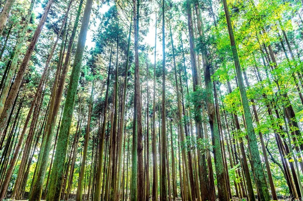 Arbre en forêt . — Photo