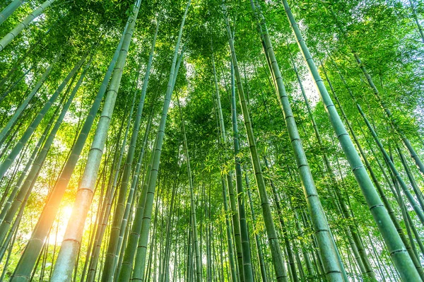 竹林。自然の背景. — ストック写真