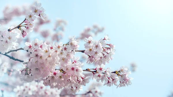 Κεράσι ανθίσει την άνοιξη. άνοιξη σεζόν φόντο, Sakura σεζόν στην Κορέα. Απαλή εστίαση — Φωτογραφία Αρχείου