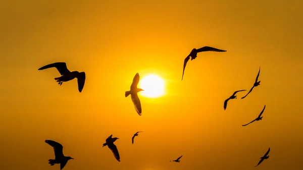 Západ slunce s silhoutte ptáků letící. — Stock fotografie