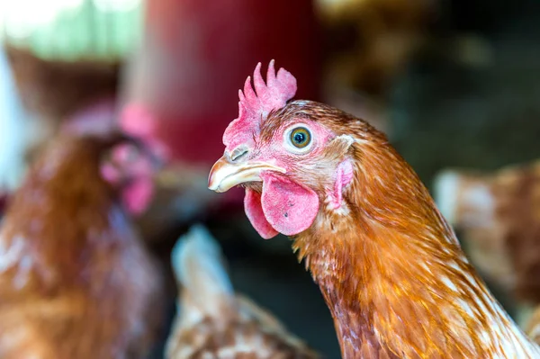 Poules, oeufs de poulet à la ferme . — Photo